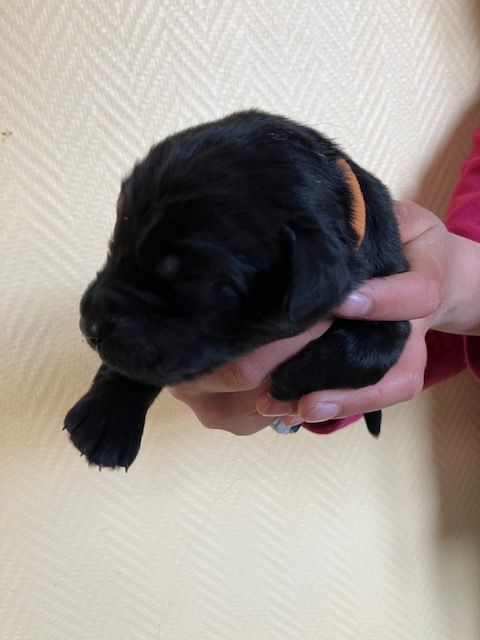 Du Domaine De La Bretonniere - Chiots disponibles - Hovawart